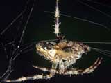 Araneus diadematus