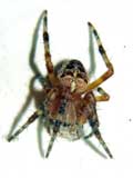 Araneus diadematus