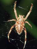 Araneus diadematus