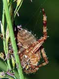 Araneus diadematus