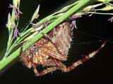 Araneus diadematus