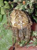 Araneus diadematus