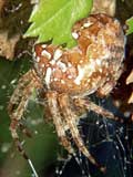 Araneus diadematus