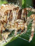 Araneus diadematus