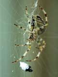 Araneus diadematus