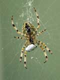 Araneus diadematus