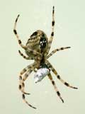 Araneus diadematus