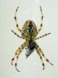 Araneus diadematus