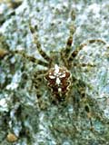 Araneus diadematus