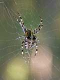 Araneus diadematus