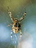 Araneus diadematus