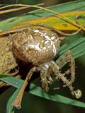 Araneus marmoreus