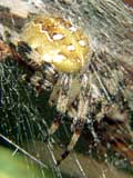 Araneus quadratus