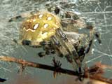 Araneus quadratus