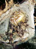 Araneus quadratus