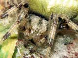 Araneus quadratus