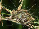 Araneus quadratus