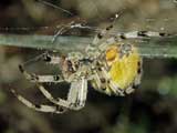 Araneus quadratus