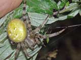 Araneus quadratus