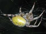 Araneus quadratus