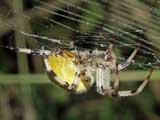 Araneus quadratus