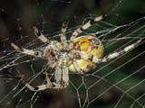 Araneus quadratus