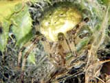 Araneus quadratus