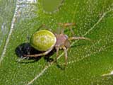 Araniella cucurbitina