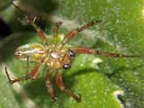 Araniella cucurbitina