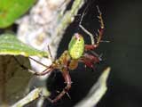 Araniella cucurbitina