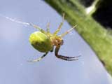 Araniella cucurbitina