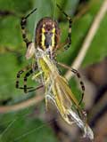 Argiope bruennichi