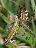 Argiope bruennichi