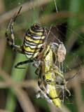 Argiope bruennichi