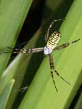 Argiope bruennichi