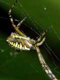 Argiope bruennichi