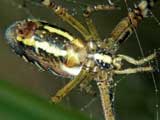 Argiope bruennichi