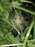 Argiope bruennichi