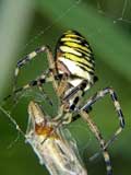 Argiope bruennichi