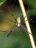 Argiope bruennichi