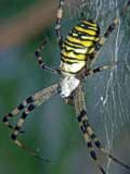 Argiope bruennichi