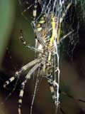 Argiope bruennichi