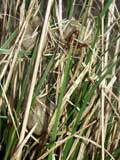 Argiope bruennichi