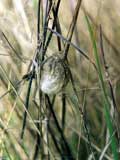 Argiope Kokon