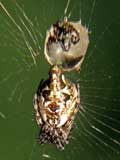 Cyclosa insulana