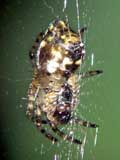 Cyclosa sp.