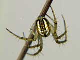 Mangora acalypha