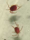 Ixodes ricinus