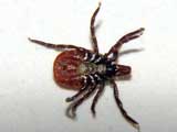 Ixodes ricinus