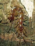 Lithobiomorpha